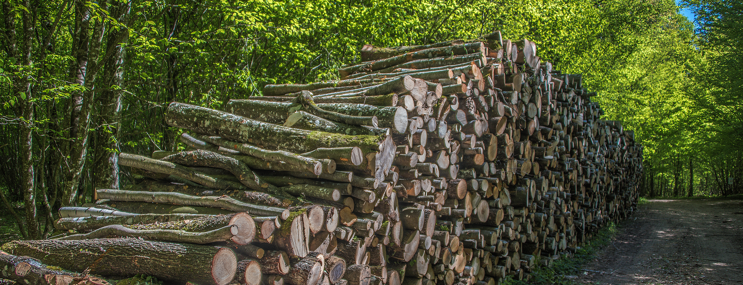 Pourquoi construire en bois